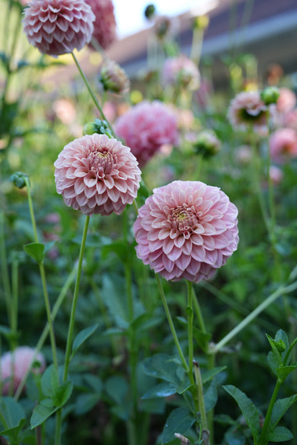 RM PIXIE DUST - NEW 2026! - LIMIT 1