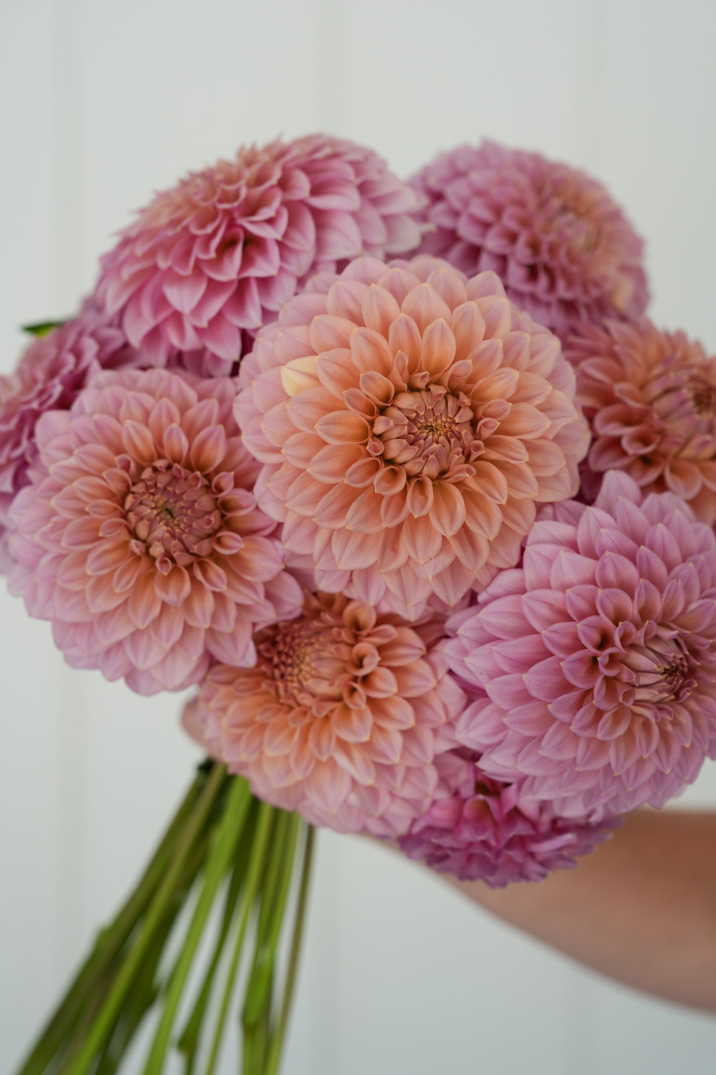 RM PIXIE DUST - NEW 2026! - LIMIT 1