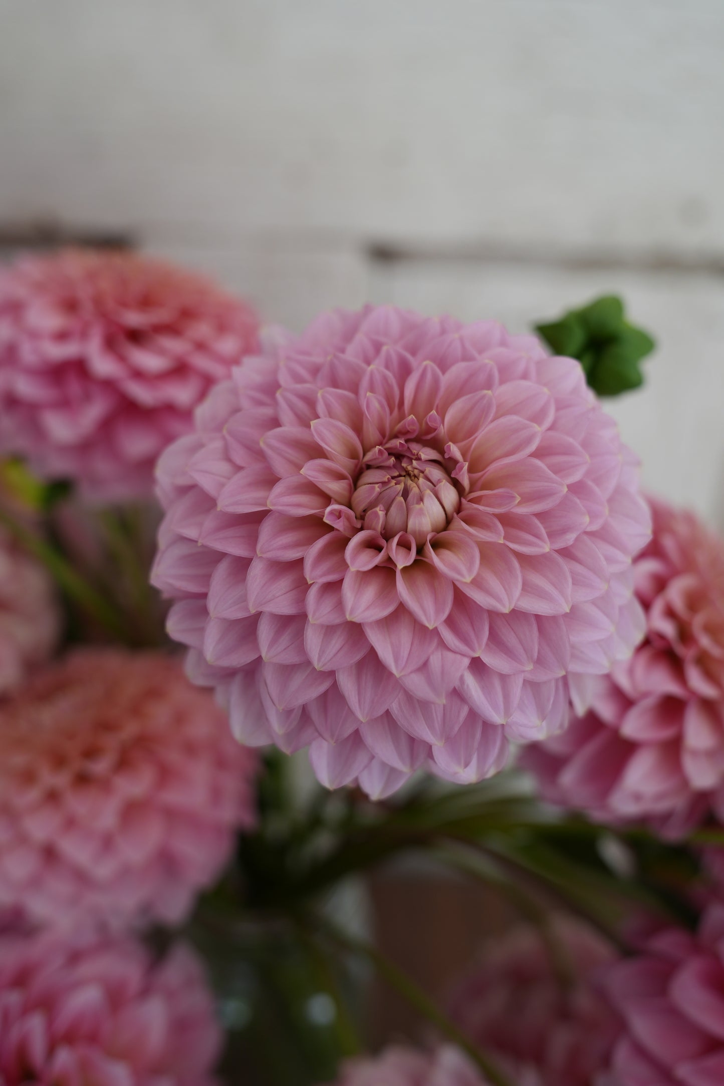 RM PIXIE DUST - NEW 2026! - LIMIT 1