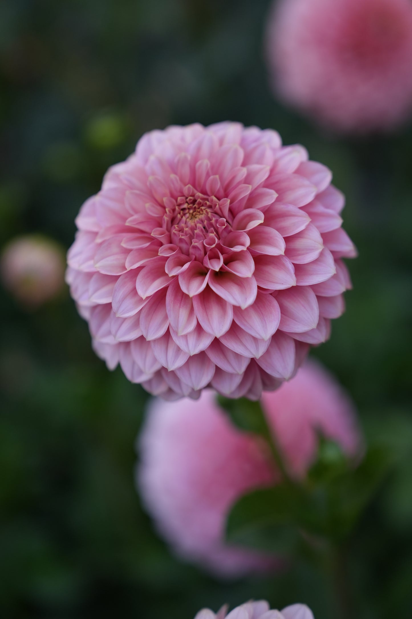 RM PIXIE DUST - NEW 2026! - LIMIT 1