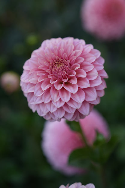 RM PIXIE DUST - NEW 2026! - LIMIT 1