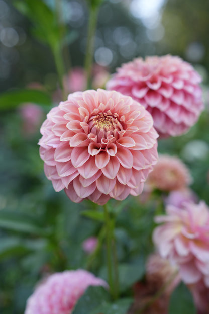 RM PIXIE DUST - NEW 2026! - LIMIT 1