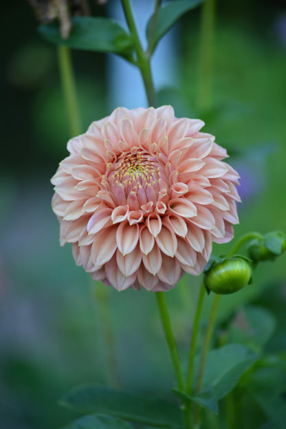 RM PIXIE DUST - NEW 2026! - LIMIT 1