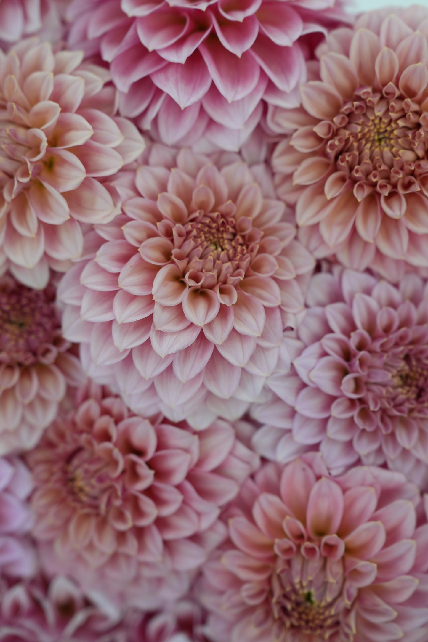 RM PIXIE DUST - NEW 2026! - LIMIT 1