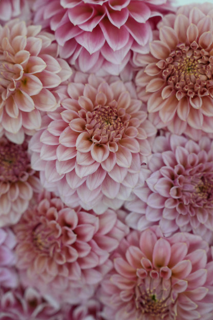 RM PIXIE DUST - NEW 2026! - LIMIT 1