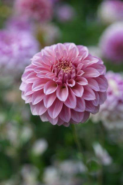 RM PIXIE DUST - NEW 2026! - LIMIT 1