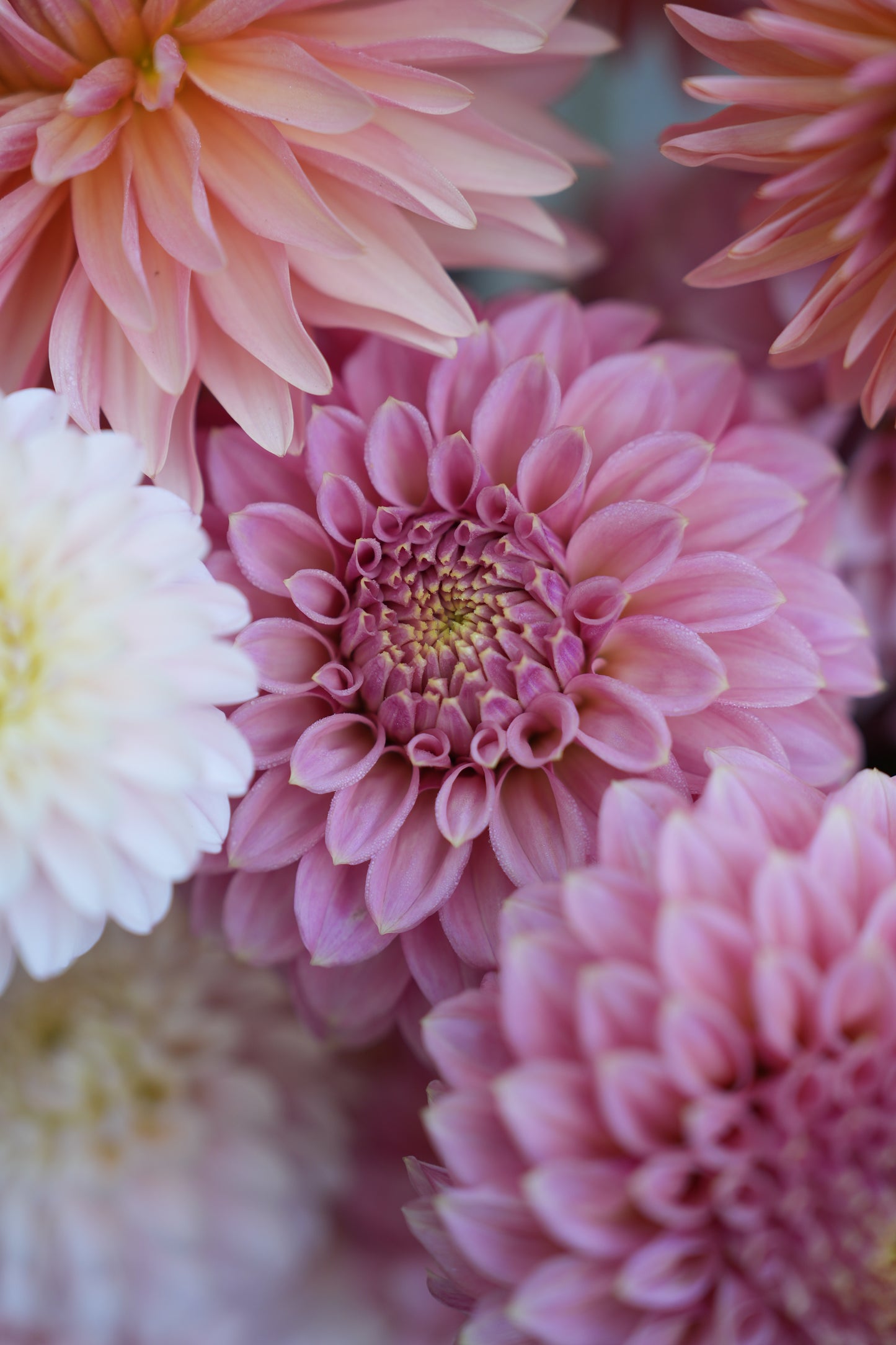 RM PIXIE DUST - NEW 2026! - LIMIT 1