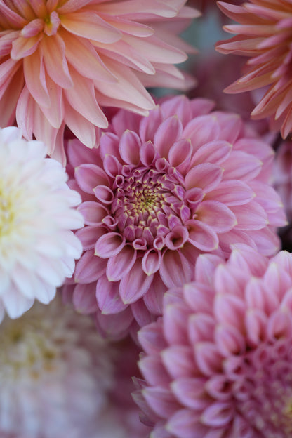 RM PIXIE DUST - NEW 2026! - LIMIT 1