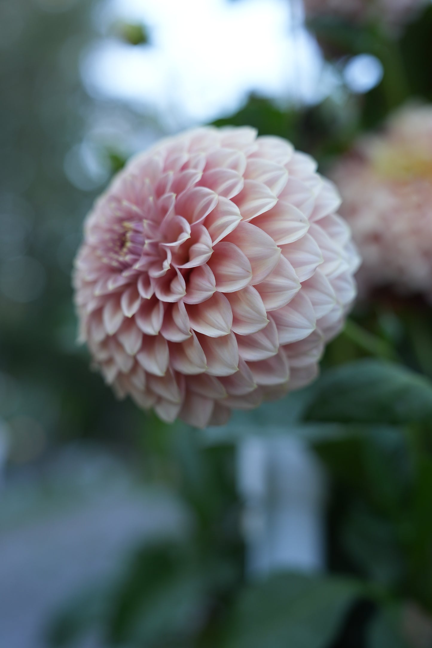 RM PIXIE DUST - NEW 2026! - LIMIT 1