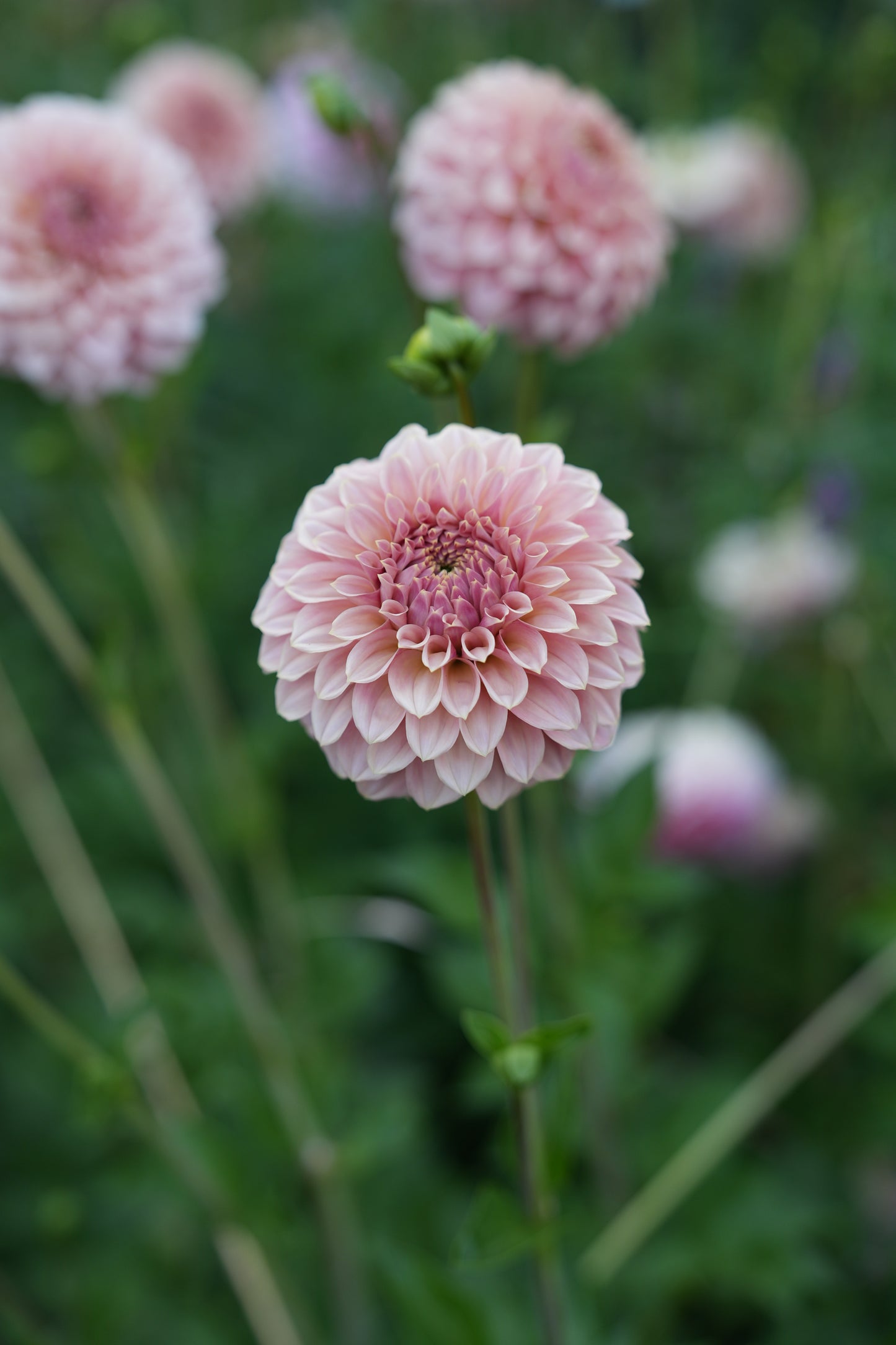 RM PIXIE DUST - NEW 2026! - LIMIT 1