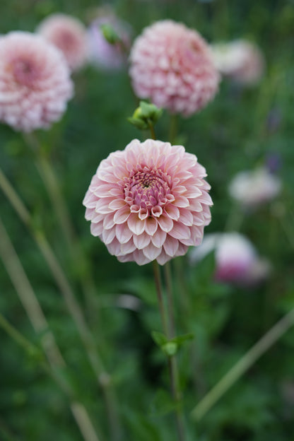 RM PIXIE DUST - NEW 2026! - LIMIT 1