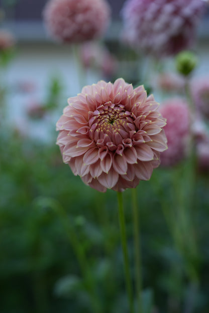 RM PIXIE DUST - NEW 2026! - LIMIT 1