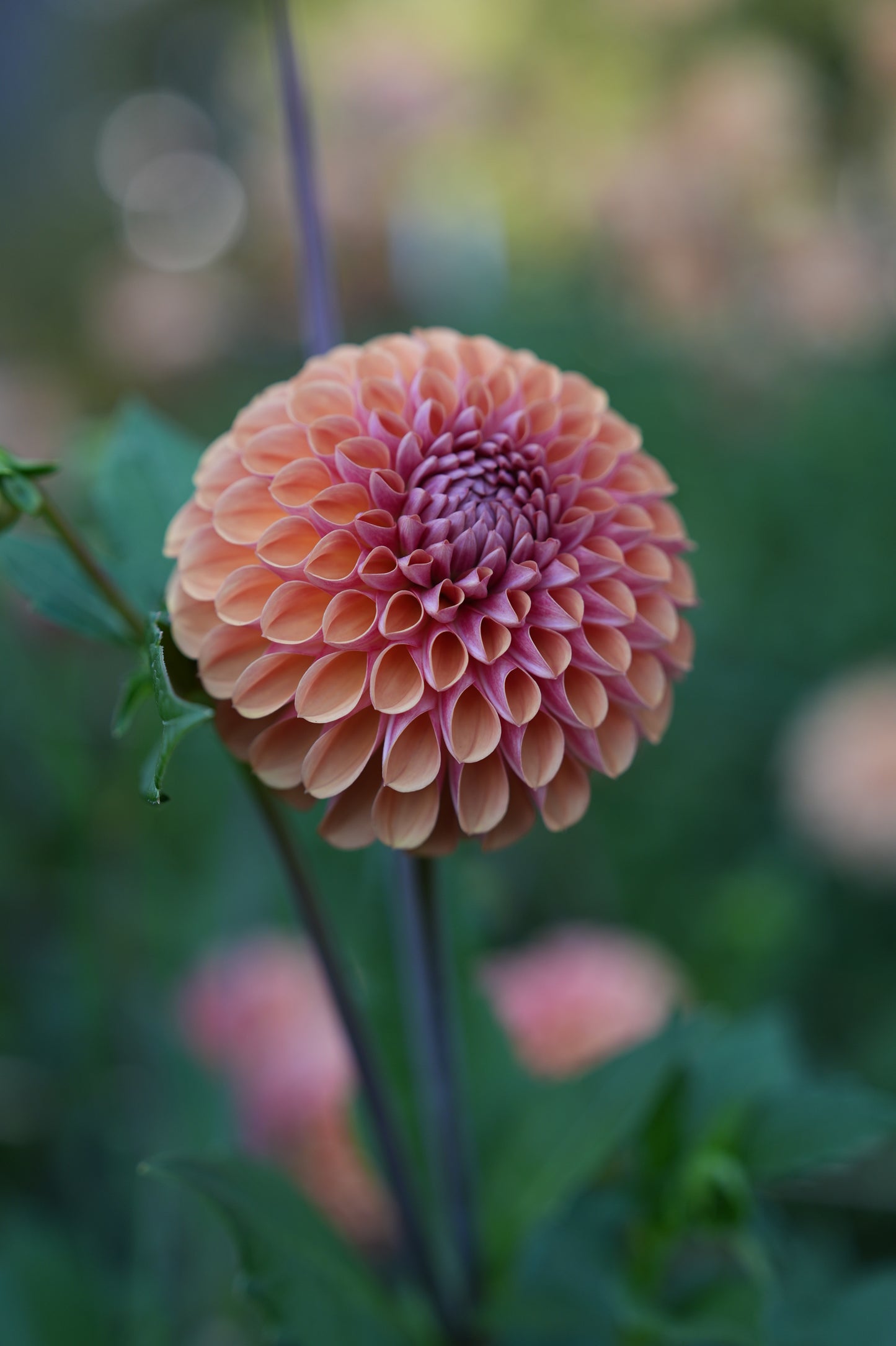 RM PUMPKIN SPICE - NEW 2026!