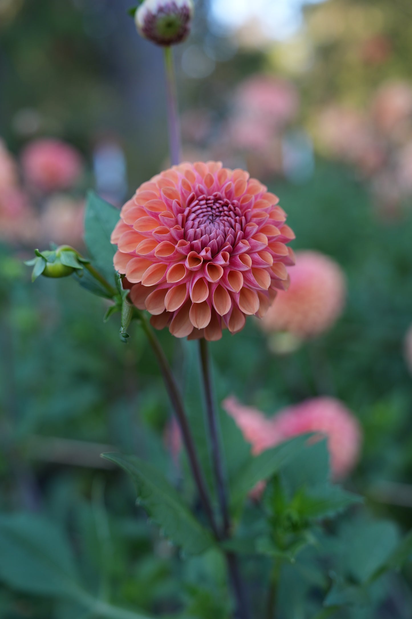 RM PUMPKIN SPICE - NEW 2026!