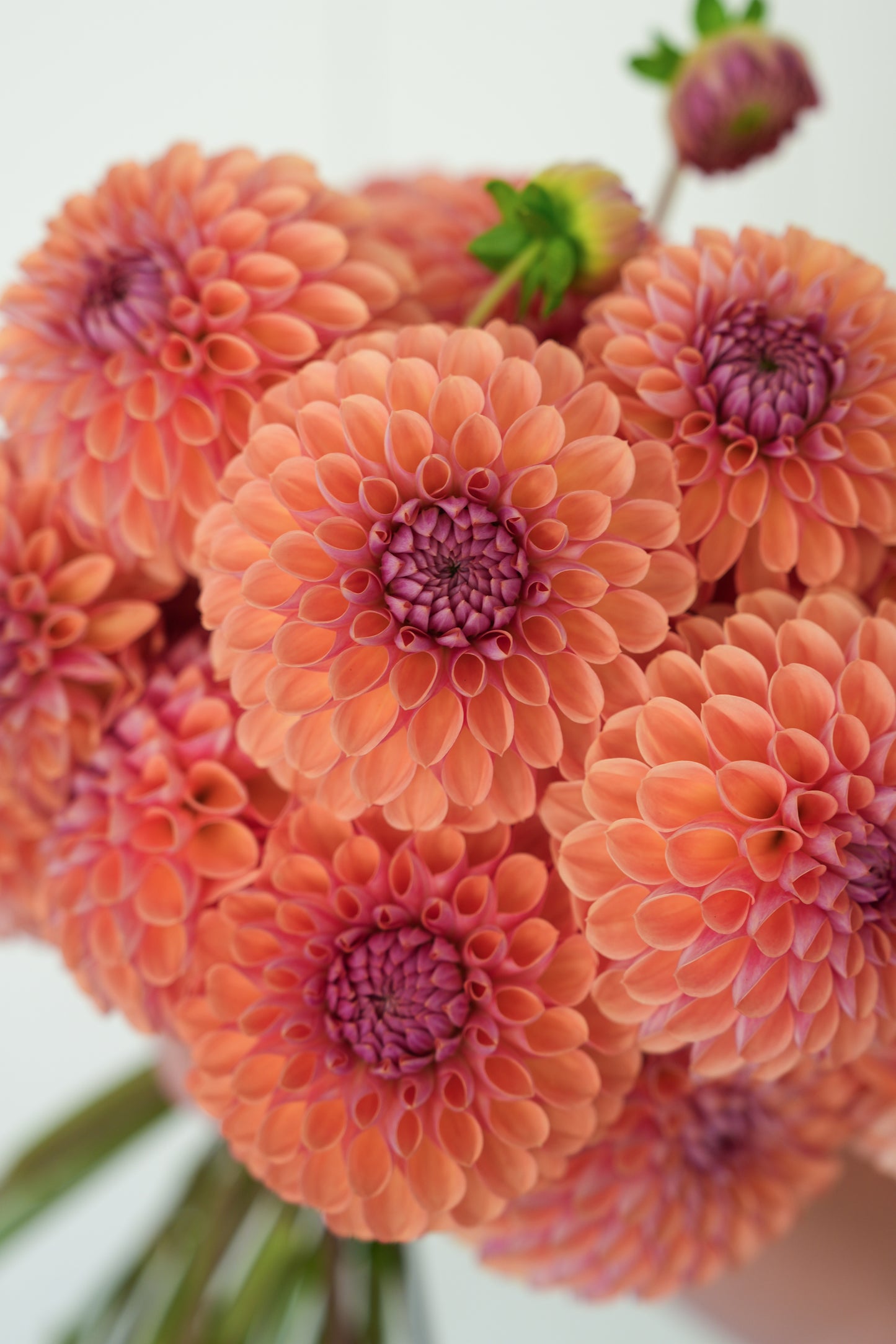 RM PUMPKIN SPICE - NEW 2026!