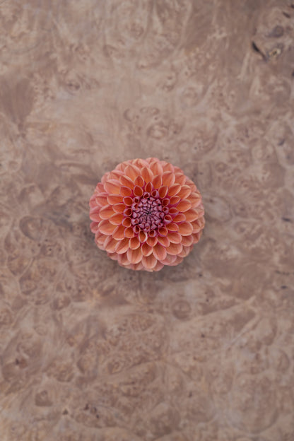 RM PUMPKIN SPICE - NEW 2026!