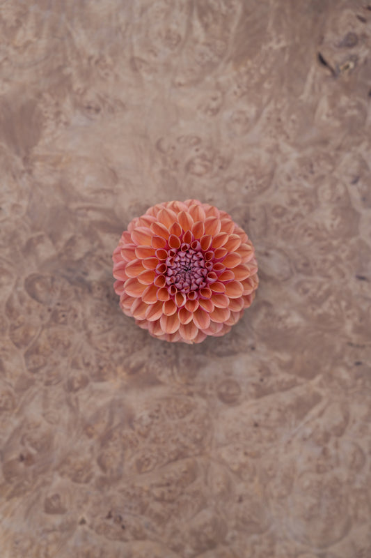 RM PUMPKIN SPICE - NEW 2026!