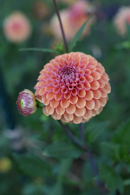 RM PUMPKIN SPICE - NEW 2026!