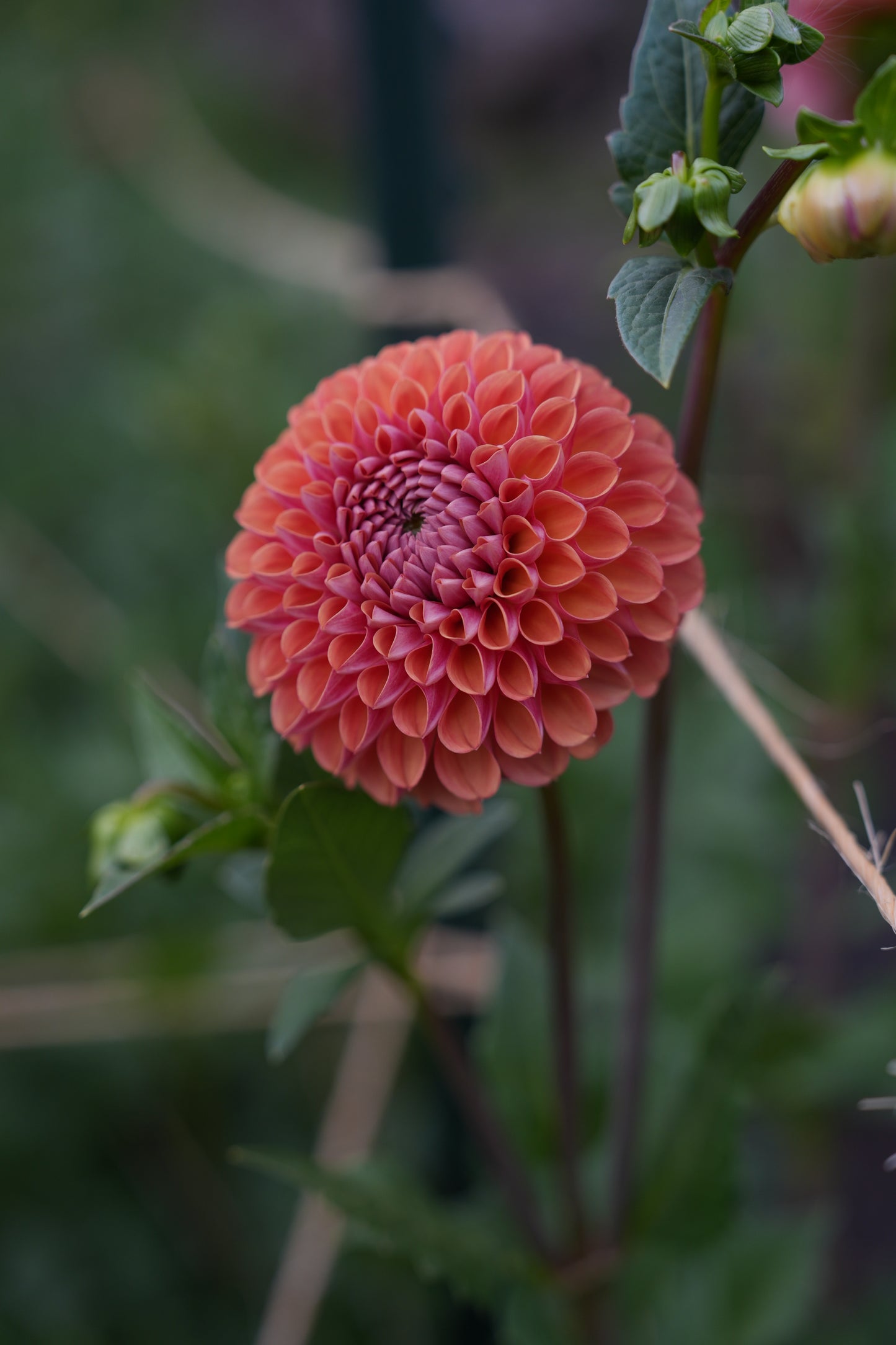 RM PUMPKIN SPICE - NEW 2026!