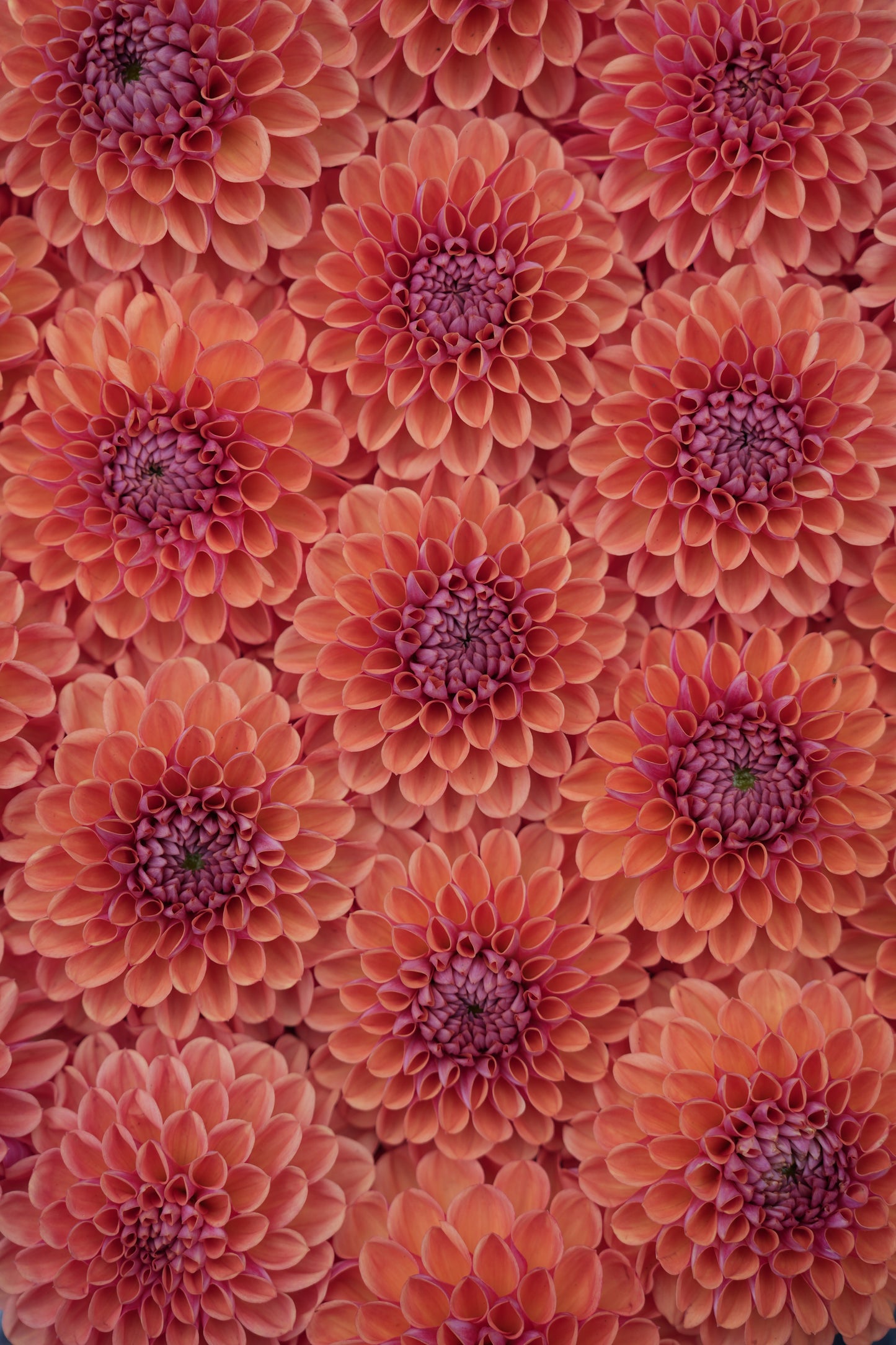 RM PUMPKIN SPICE - NEW 2026!