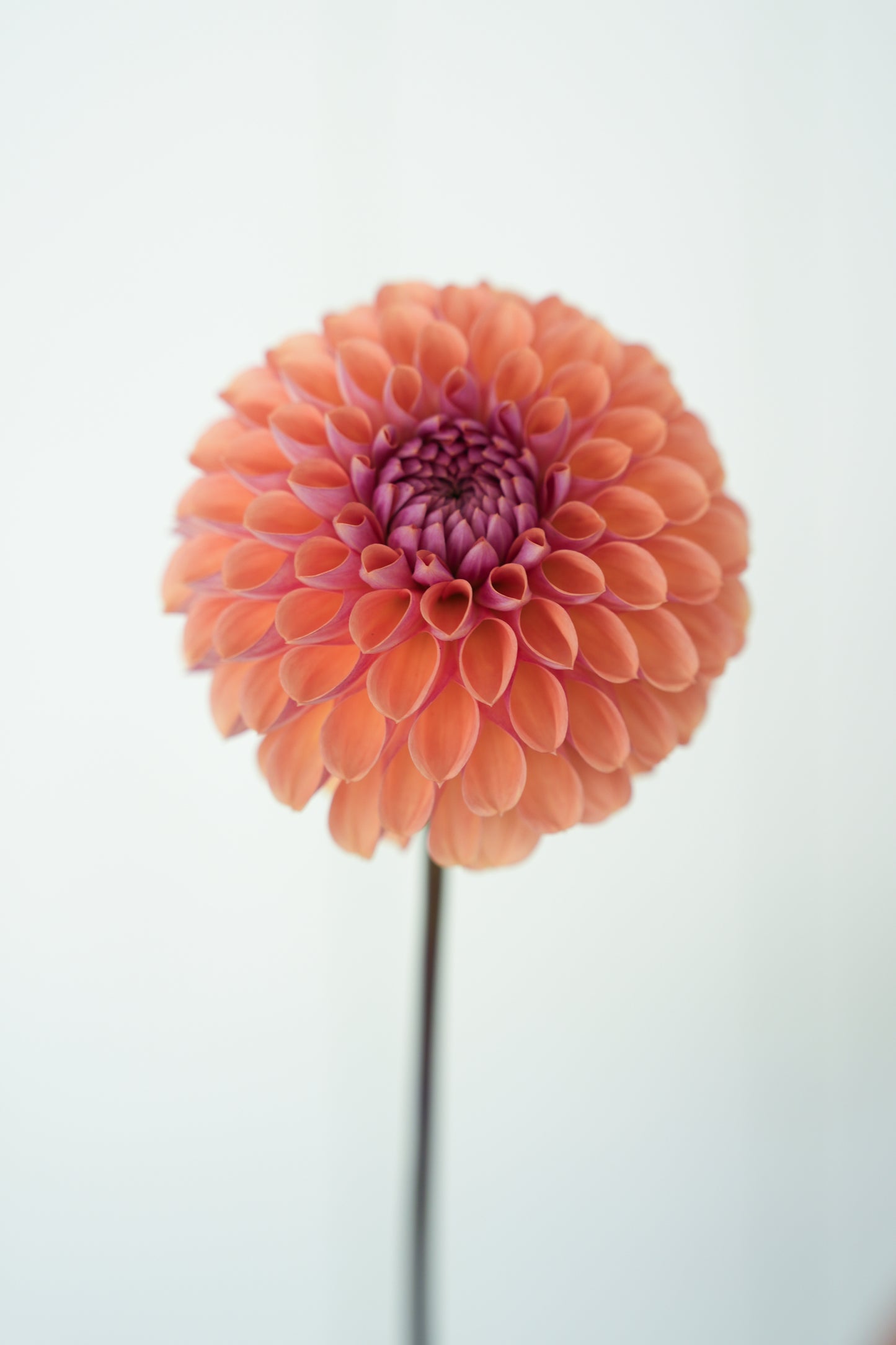 RM PUMPKIN SPICE - NEW 2026!