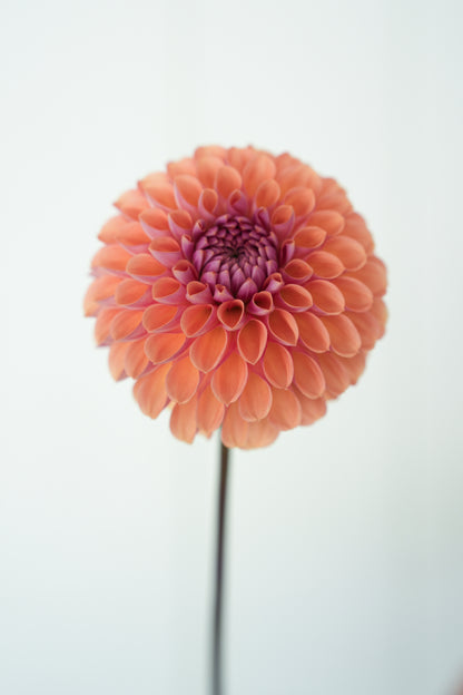 RM PUMPKIN SPICE - NEW 2026!