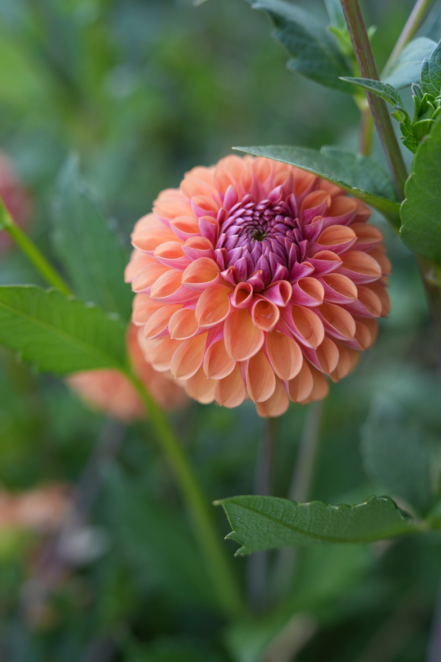 RM PUMPKIN SPICE - NEW 2026!