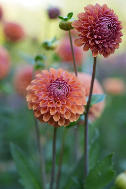 RM PUMPKIN SPICE - NEW 2026!