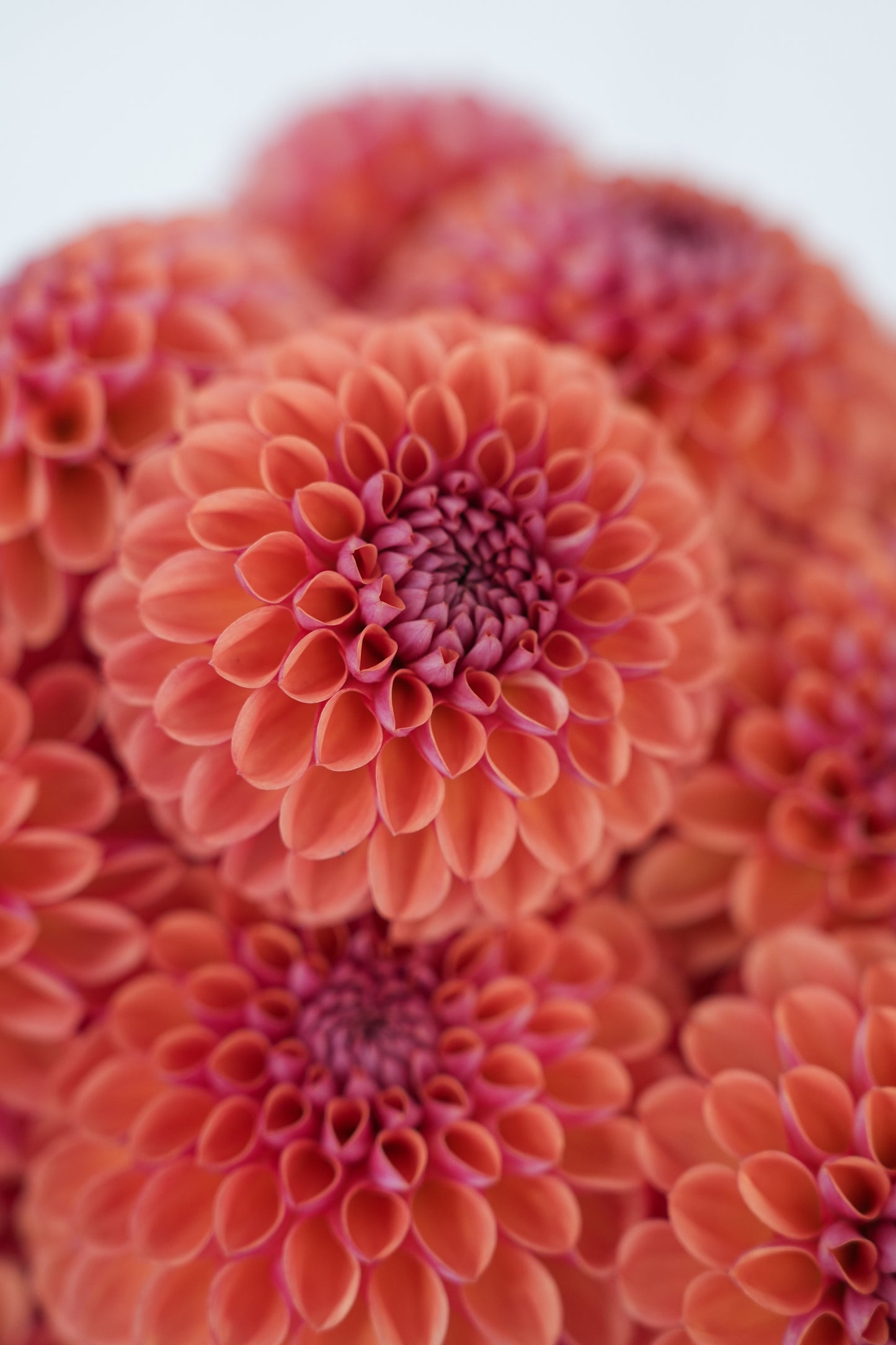 RM PUMPKIN SPICE - NEW 2026!