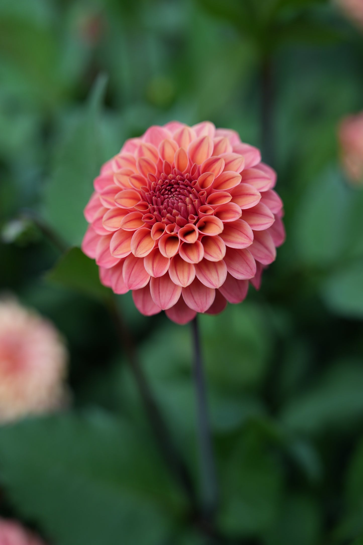 RM RIANN - NEW 2026! - LIMIT 1