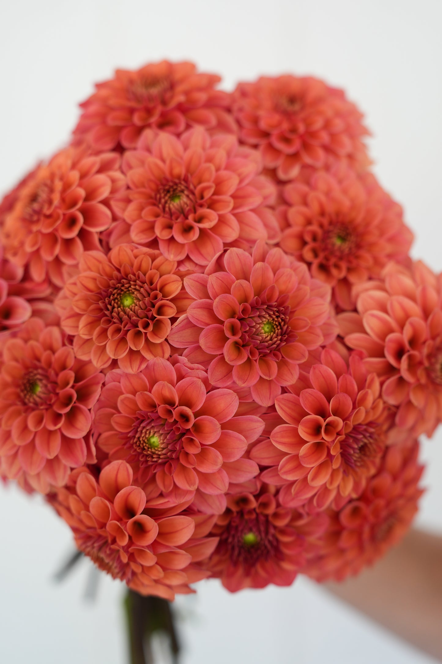 RM RIANN - NEW 2026! - LIMIT 1