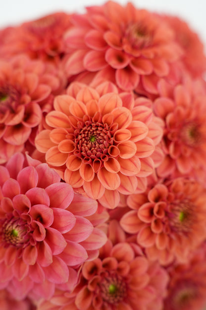 RM RIANN - NEW 2026! - LIMIT 1