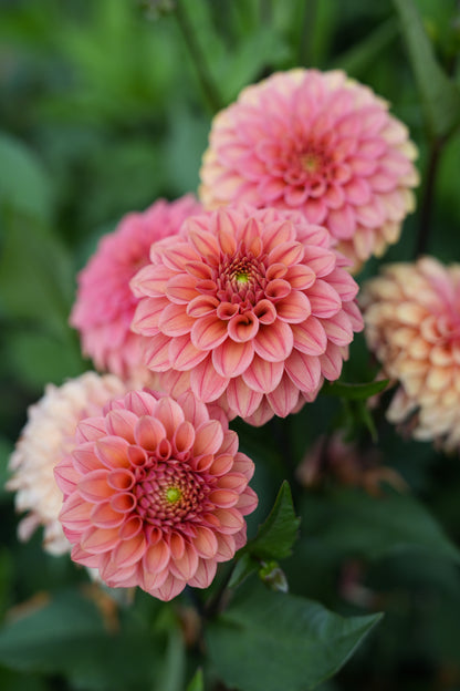 RM RIANN - NEW 2026! - LIMIT 1