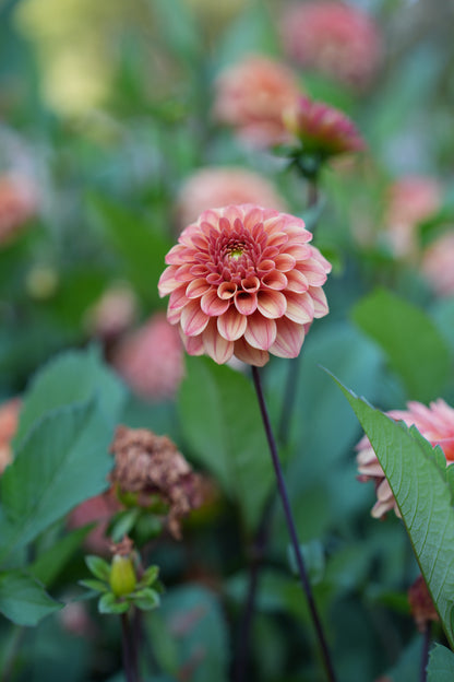 RM RIANN - NEW 2026! - LIMIT 1