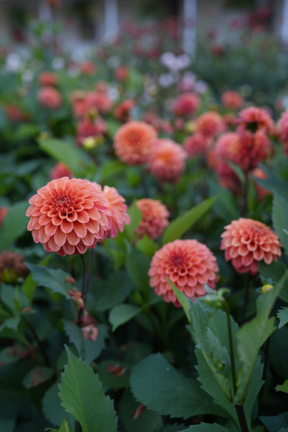 RM RIANN - NEW 2026! - LIMIT 1