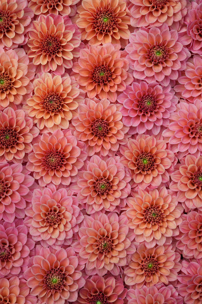 RM RIANN - NEW 2026! - LIMIT 1