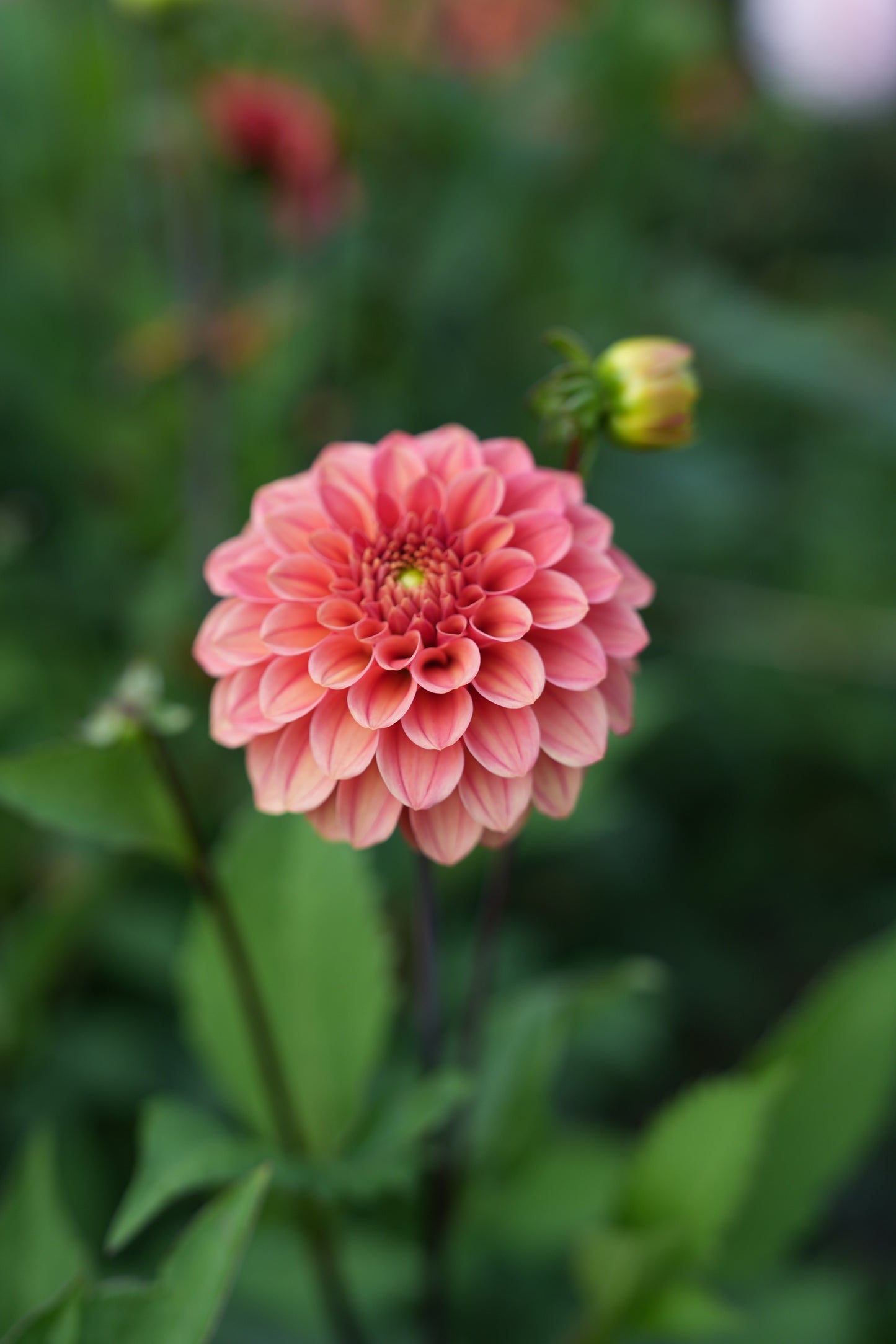 RM RIANN - NEW 2026! - LIMIT 1