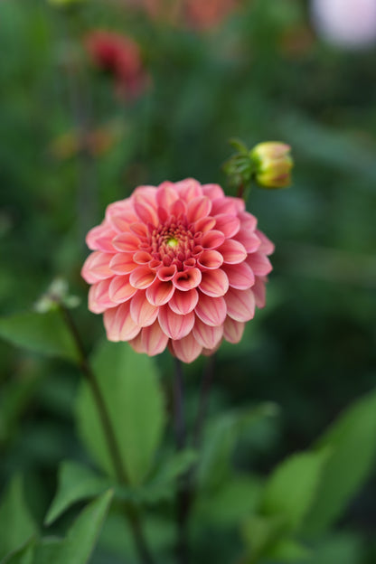 RM RIANN - NEW 2026! - LIMIT 1