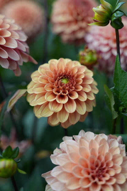 RM RIANN - NEW 2026! - LIMIT 1