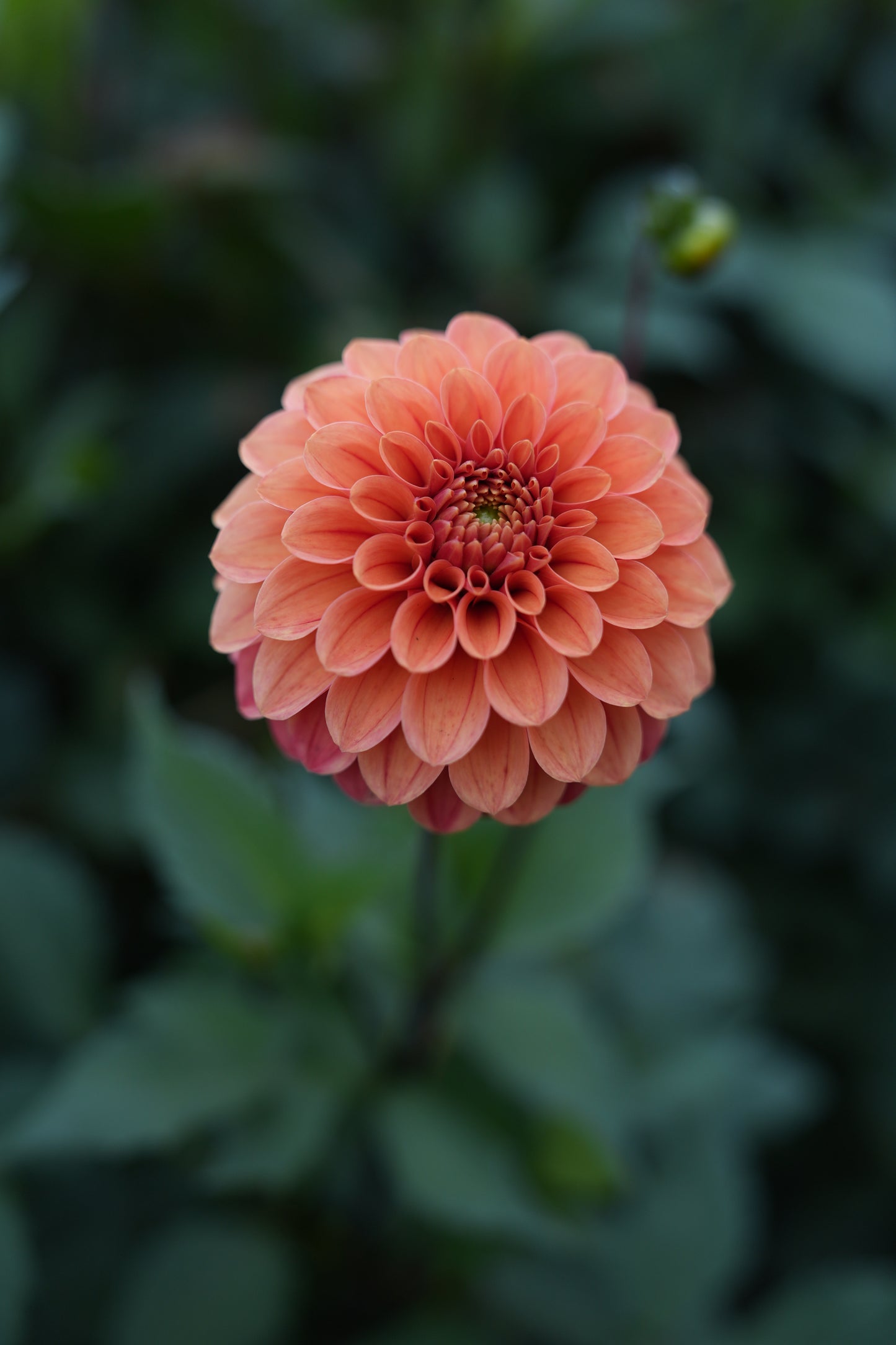 RM RIANN - NEW 2026! - LIMIT 1