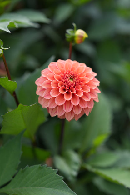 RM RIANN - NEW 2026! - LIMIT 1