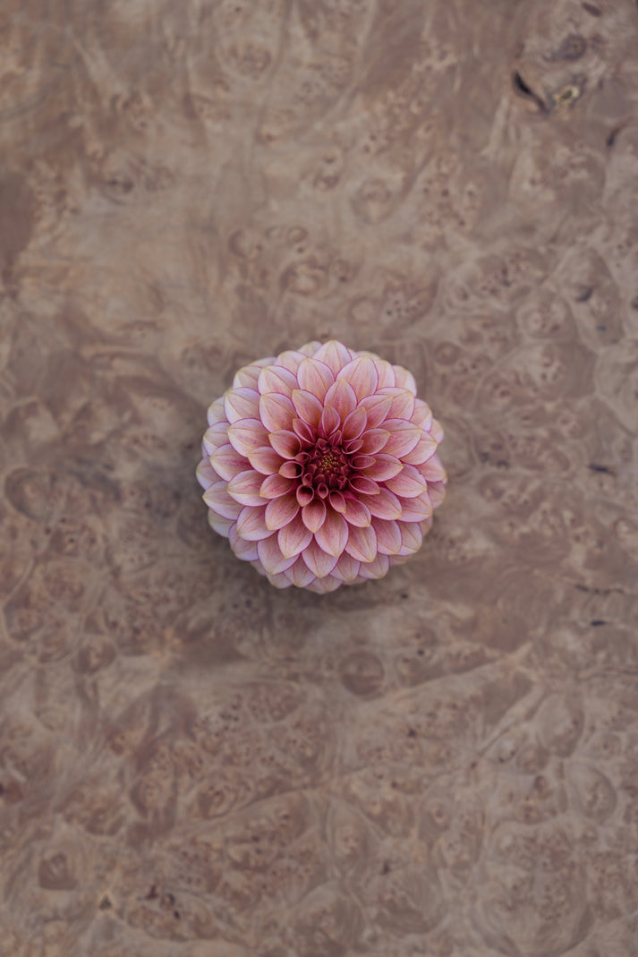 RM RASPBERRY TWINKLE – River Merle Farm