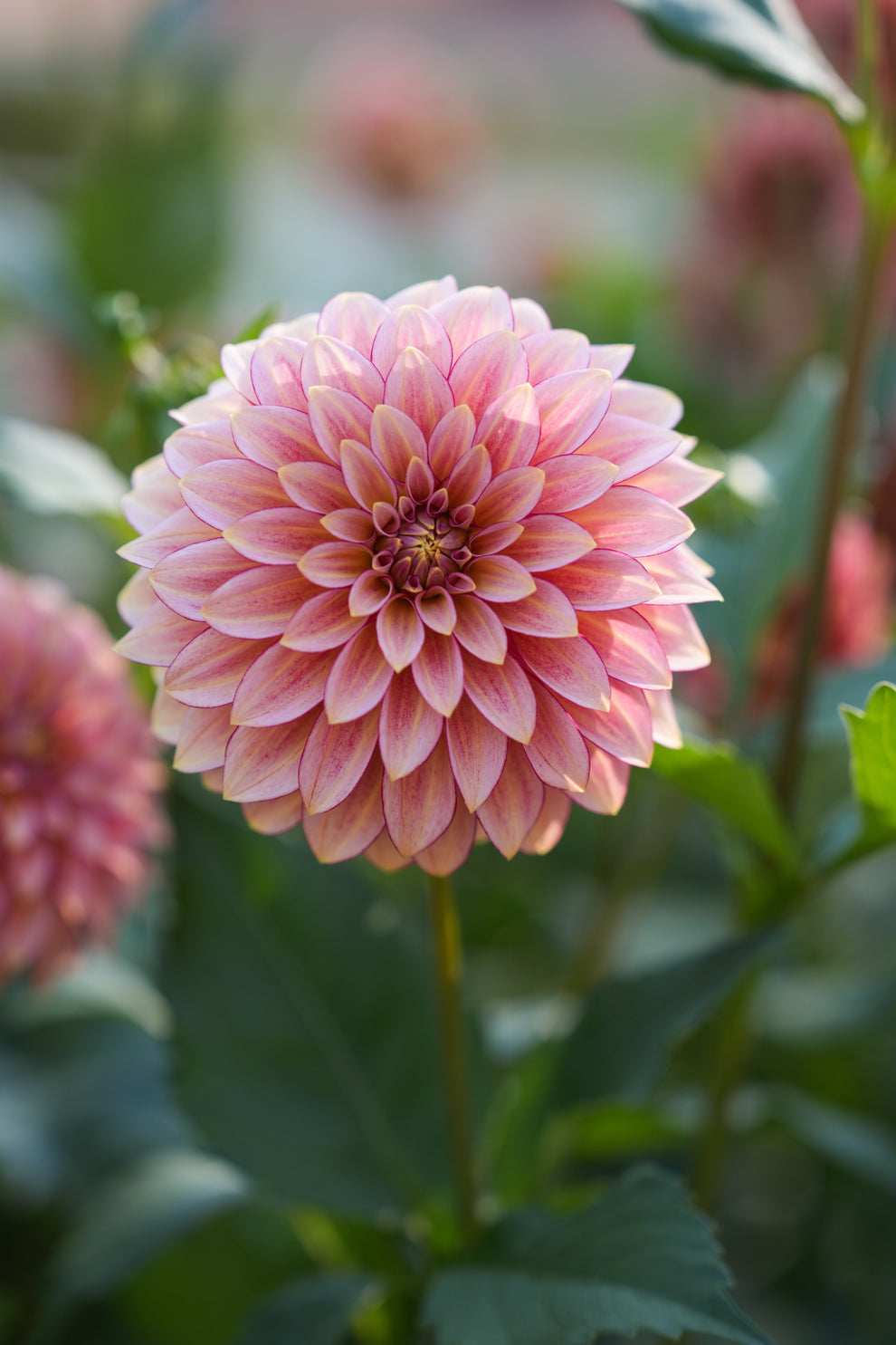 RM RASPBERRY TWINKLE – River Merle Farm