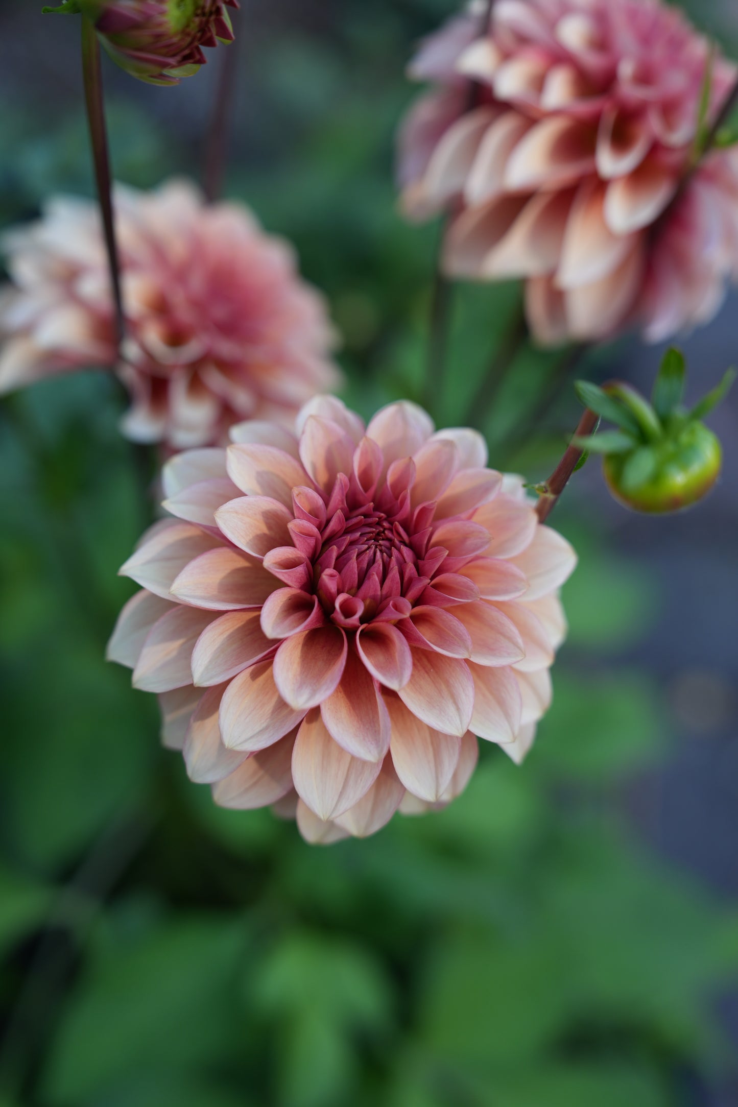 RM ROSE GOLD - NEW 2026!