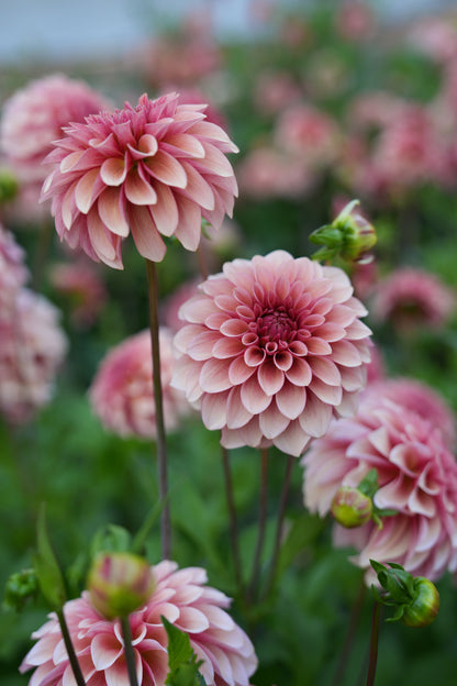 RM ROSE GOLD - NEW 2026!