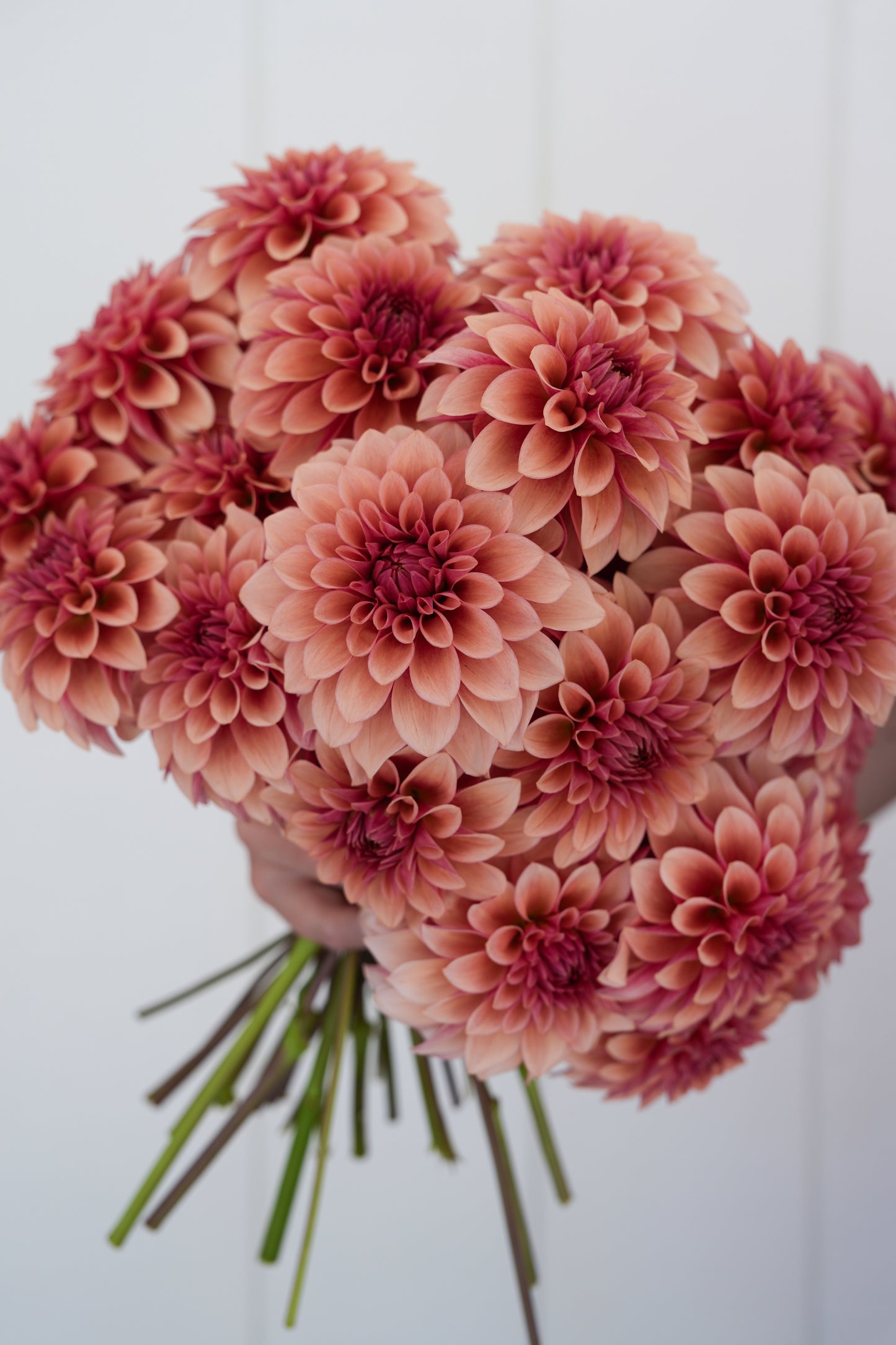 RM ROSE GOLD - NEW 2026!