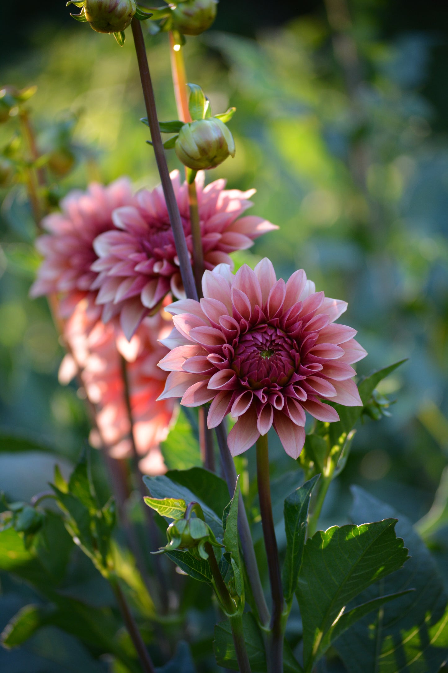 RM ROSE GOLD - NEW 2026!