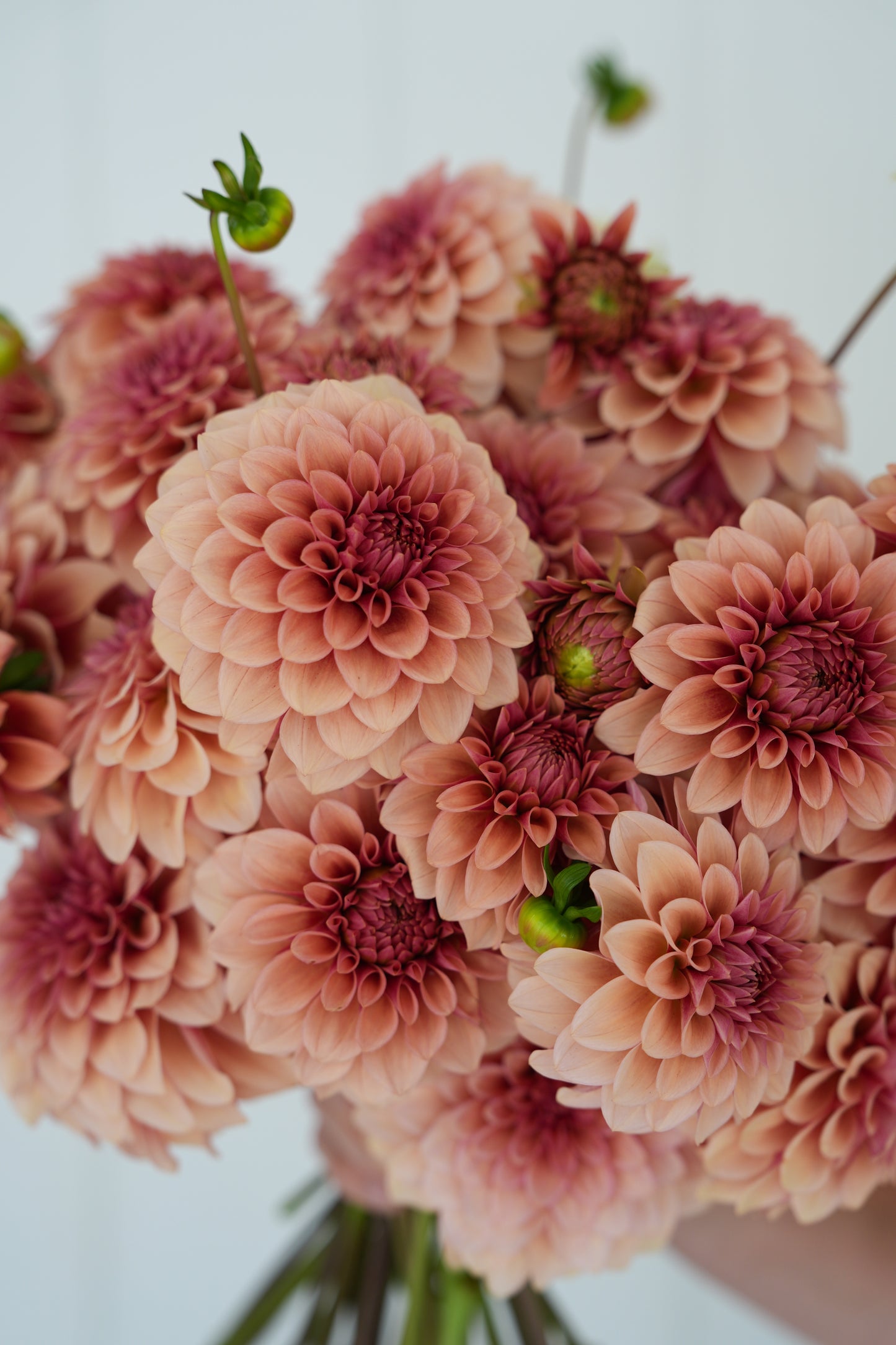 RM ROSE GOLD - NEW 2026!