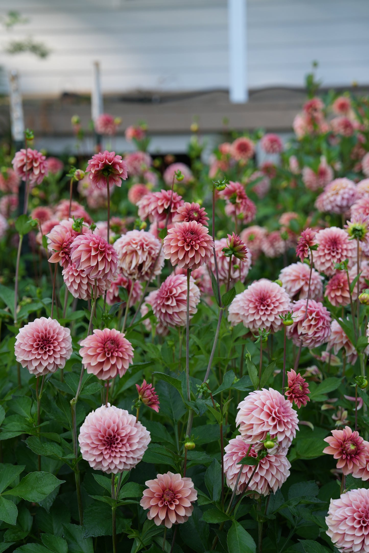 RM ROSE GOLD - NEW 2026!