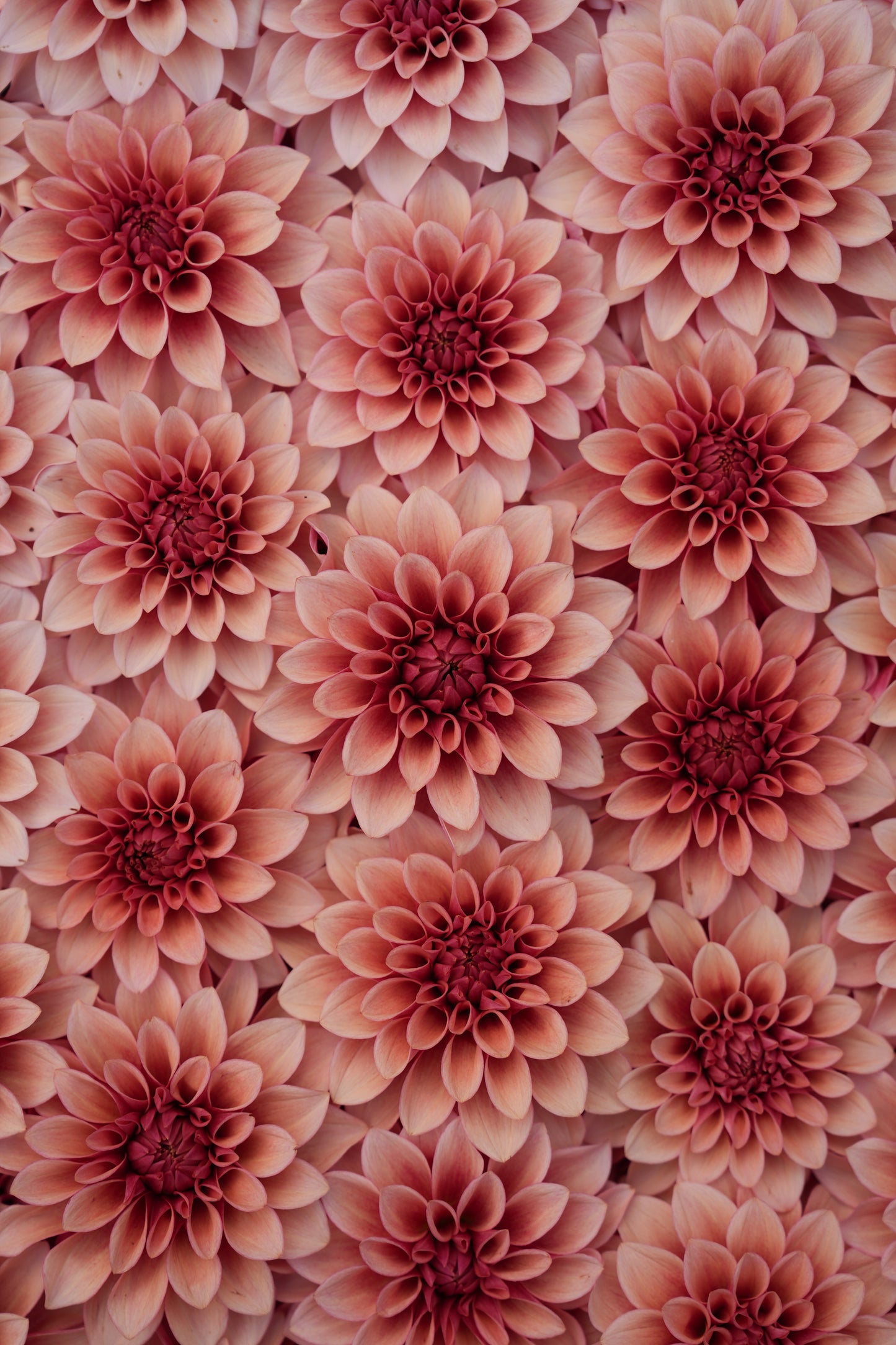 RM ROSE GOLD - NEW 2026!